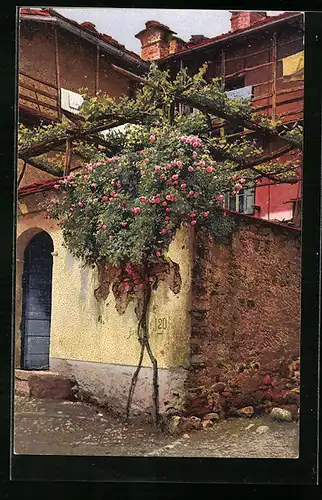 AK Muralto, Hausecke mit Rosenbusch