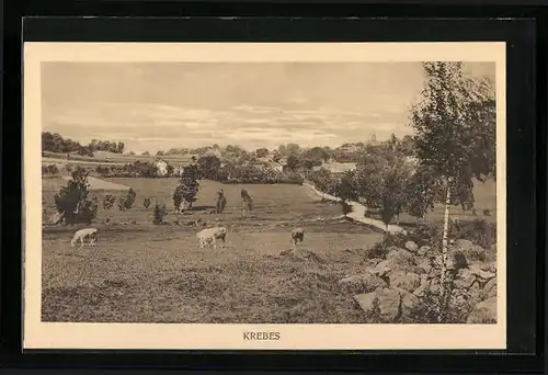 AK Krebes, Ortsansicht mit weidenden Rindern