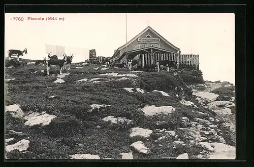 AK Appenzell, Ziegen auf der Ebenalp