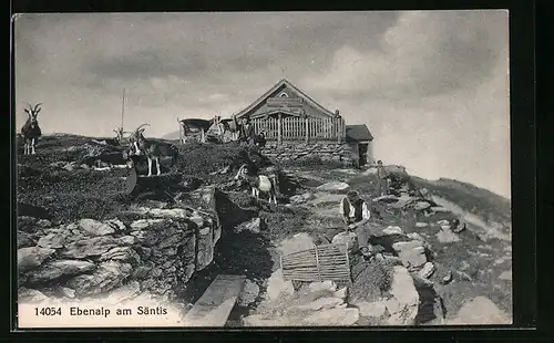 AK Appenzell, Ziegen auf der Ebenalp am Säntis