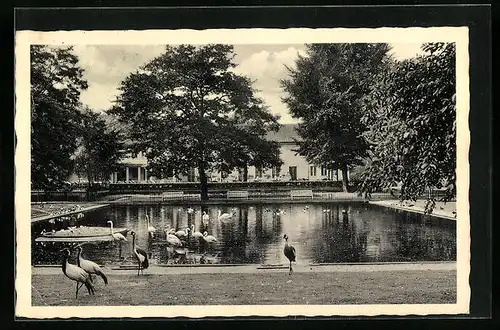 AK Duisburg, Tierpark - Gaststätten Heinrich Fürtgens, Partie am Teich