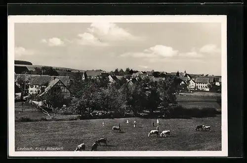 AK Laubach / Biberach, Totalansicht, weidende Kühe