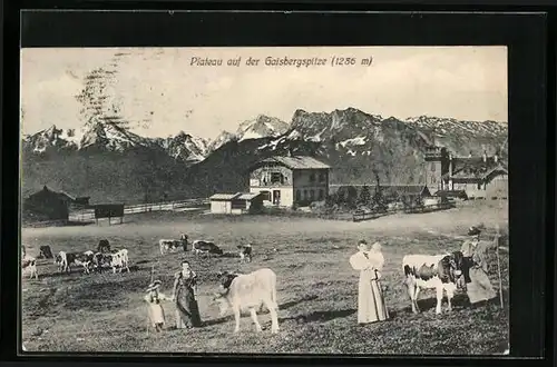 AK Gaisberg, Plateau auf der Gaisbergspitze mit Kühen