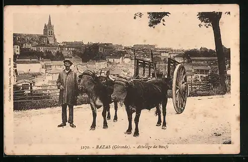 AK Bazas, Attelage de boeufs