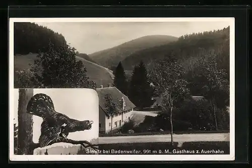 AK Sirnitz bei Badenweiler, Gasthaus zum Auerhahn aus der Vogelschau, Auerhahn auf einem Baum