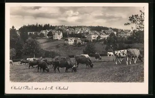 AK Oberhof i. Thür, Oberland mit weidenden Kühen