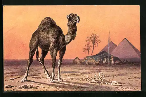 Künstler-AK Friedrich Perlberg: Dromedar einer Handelskarawane