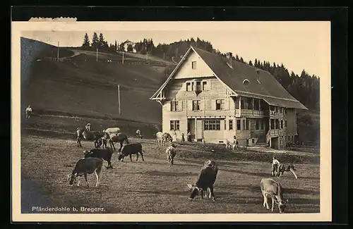 AK Bregenz, Kühe an der Pfänderdohle