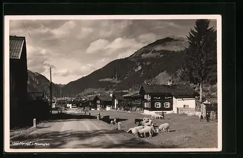 AK Gortipohl i. Montafon, Strassenpartie mit weidenden Schafen