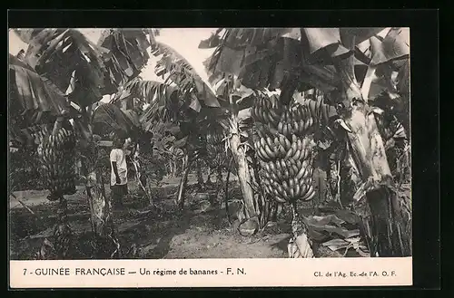AK Guinée Francaise, Bananenernte