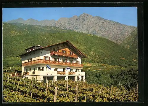 AK Algund bei Meran, Gasthof-Pension Moser mit Rebstöcken und Bergkette