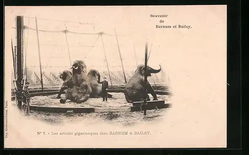 AK Zirkuselefanten in der Manege bei Barnum and Bailey