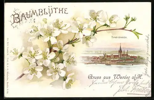 Lithographie Werder /Havel, Totalansicht unter weissen Apfelblüten
