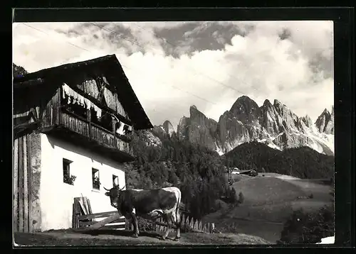 AK St. Magdalena in Villnöss, Bauernhaus mit Kuh und Geislergruppe