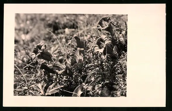 550 Fotografien Neue Sachlichkeit, Ansicht Hofgastein, 30er-40er Jahre, Amateurfotograf Franz Schneider, Österreich 20