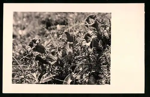 550 Fotografien Neue Sachlichkeit, Ansicht Hofgastein, 30er-40er Jahre, Amateurfotograf Franz Schneider, Österreich