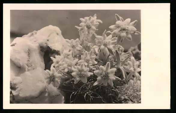 550 Fotografien Neue Sachlichkeit, Ansicht Hofgastein, 30er-40er Jahre, Amateurfotograf Franz Schneider, Österreich 21