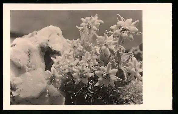 550 Fotografien Neue Sachlichkeit, Ansicht Hofgastein, 30er-40er Jahre, Amateurfotograf Franz Schneider, Österreich 21