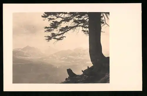 550 Fotografien Neue Sachlichkeit, Ansicht Hofgastein, 30er-40er Jahre, Amateurfotograf Franz Schneider, Österreich