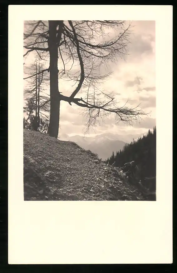 550 Fotografien Neue Sachlichkeit, Ansicht Hofgastein, 30er-40er Jahre, Amateurfotograf Franz Schneider, Österreich 9