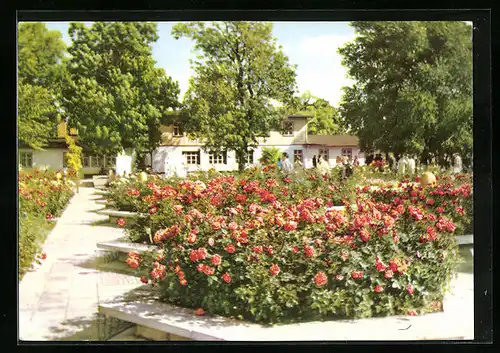 AK Erfurt, Internationale Gartenbauausstellung, Teil des Rosengartens