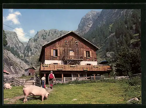 AK Partschins /Zieltal, Nassereith-Hütte im Naturschutzgebiet Texelgruppe mit Schweinen