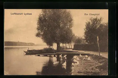 AK Lychen, Gänse am Oberpfuhl