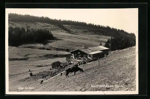 AK Riefensberg, Gasthaus Kojen mit weidenden Rindern