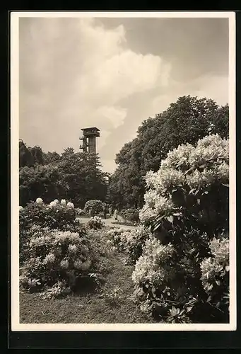 AK Hamburg, Internationale Gartenbau-Ausstellung 1953, Rhododendronblüte und Philips-Turm