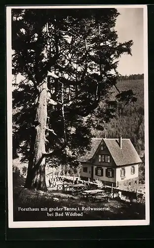 AK Bad Wildbad, Forsthaus mit grosser Tanne im Rollwassertal