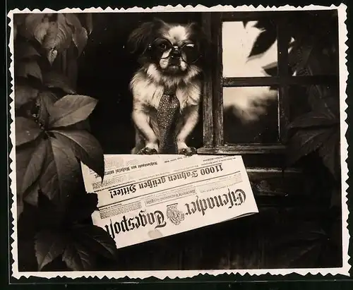 Fotografie niedlicher Hund mit Brille & Krawatte sitzt auf der Eisenacher Tagespost