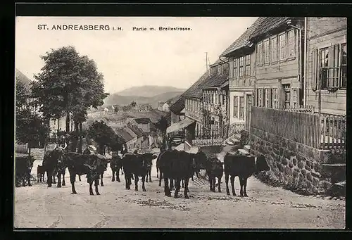 AK St. Andreasberg i. H., Partie mit Kühen in der Breitestrasse