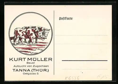 Künstler-AK Tanna /Thür., Bauer Kurt Müller, Aufzucht von Zugochsen, Oelgasse 5, Ochsengespann