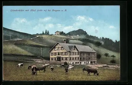 AK Bregenz, Pfänderdohle mit Hotel und weidenden Kühen
