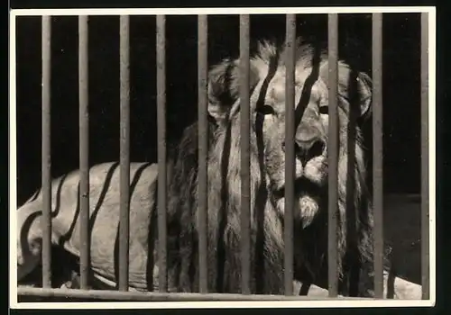 Fotografie Löwe in einem Käfig / Gehege hinter Gittern