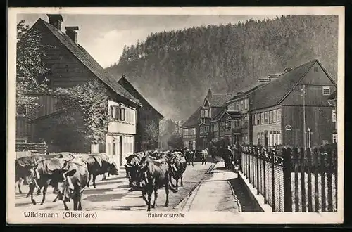 AK Wildemann /Harz, Bahnhofstrasse mit Kuhherde