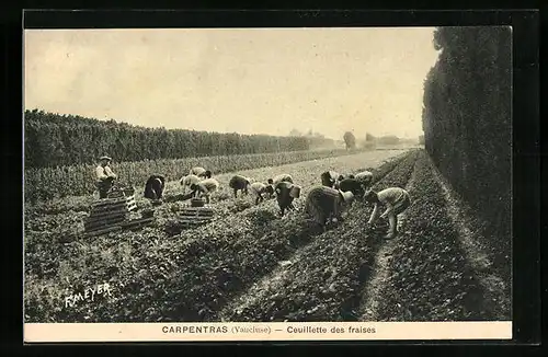 AK Carpentras, Ceuillette des fraises