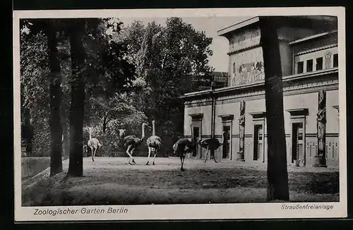 AK Berlin, Straussenfreianlage im Zoologischen Garten