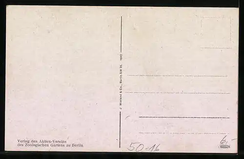 AK Berlin, Straussenfreianlage im Zoologischen Garten