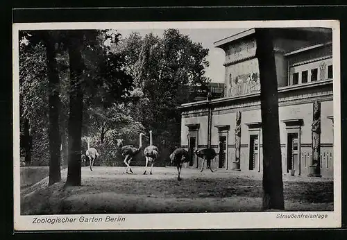AK Berlin, Strausse in der Freianlage im Zoologischen Garten