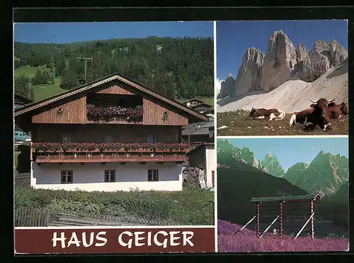 AK Sexten, Pension Haus geiger, Europaweg 1, Ortspartie mit Rindern, Panorama