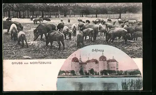 AK Moritzburg, Schloss, Wildschweine zur Fütterung