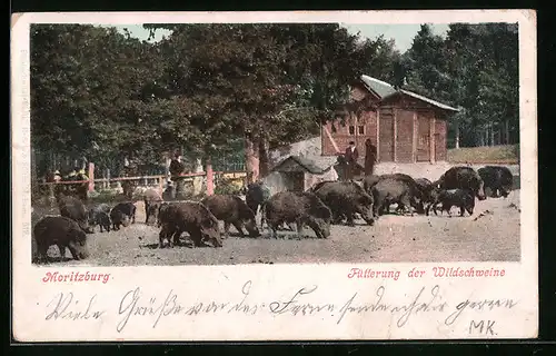 AK Moritzburg, Fütterung der Wildschweine