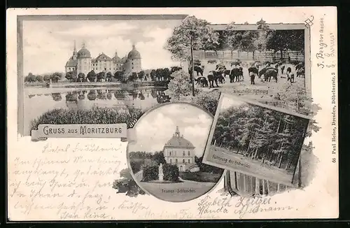 AK Moritzburg, Fasanen-Schlösschen, Schloss, Wildschweinfütterung