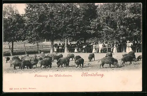 AK Moritzburg, Fütterung der Wildschweine