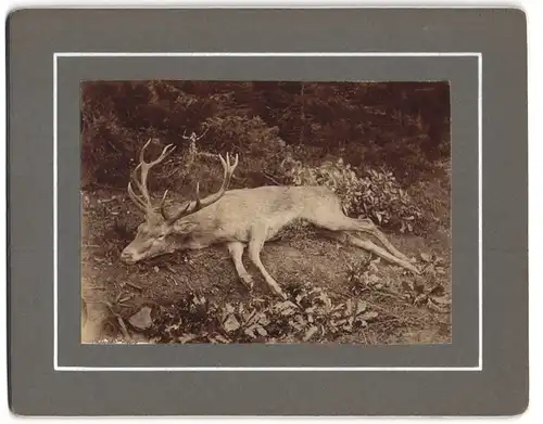 Fotografie Galsmacher, Hainchen, erlegter Zwölfender Hirsch auf Hohenwarth der Oberförsterei Hainchen