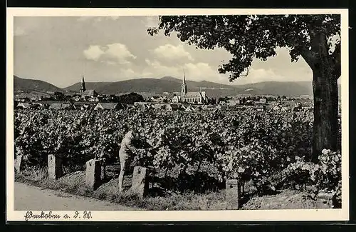 AK Edenkoben /Weinstrasse, Blick auf einen Weinberg