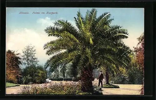 AK Abbazia, Palme im Kurpark