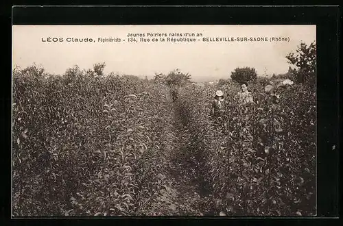 AK Belleville-sur-Saone, Jeunes Poiriers nains d`un