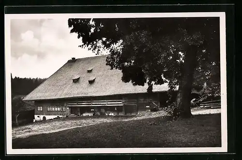 AK Königsfeld im bad. Schwarzwald, Grossbauernlinde